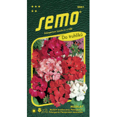 Pelargonie páskatá - směs 11s (ZÁRUKA 2024)