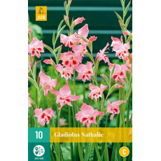 Karta - Mečík NATHALIE (10 cibulí) "B+"