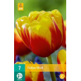 Karta - Tulipán - Shell (7 cibulí) "C+"