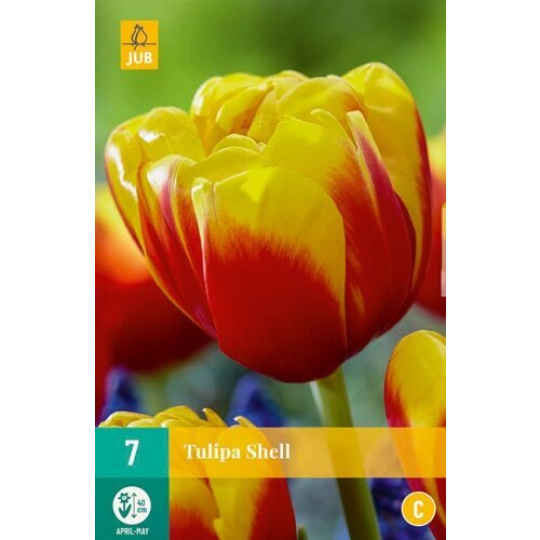 Karta - Tulipán - Shell (7 cibulí) "C+"
