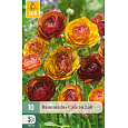 Karta - Pryskyřník - Ranunculus Cafe Au Lait (10 cibulí) "B+"