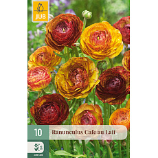 Karta - Pryskyřník - Ranunculus Cafe Au Lait (10 cibulí) "B+"