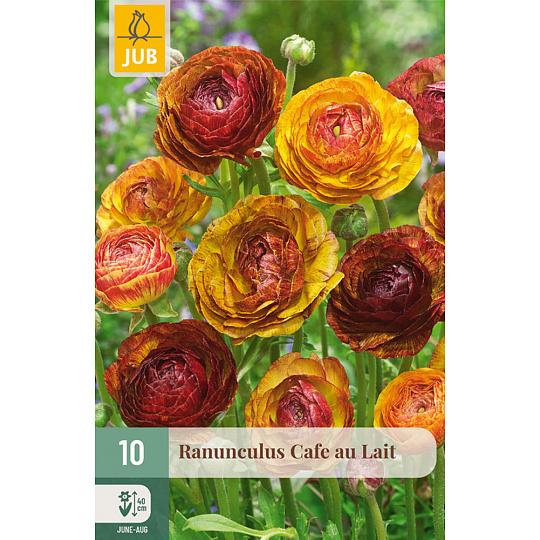 Karta - Pryskyřník - Ranunculus Cafe Au Lait (10 cibulí) "B+"