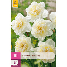 Karta XXL - Narcis - Ice King (10 cibulí ) "E"