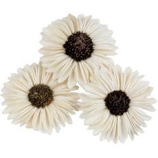 Dekorace - Sola Splite Sunflower 6 cm - 30 ks Dekorace - Sola Splite Sunflower 6 cm - 30 ks