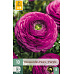 Karta - Pryskyřník - Ranunculus Purple (10 cibulí) "B"