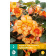 Karta - Begónie TUBERHYBRIDA APRICOT SHADES (2 cibule) "B+"