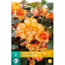 Karta - Begónie TUBERHYBRIDA APRICOT SHADES (2 cibule) "B+"