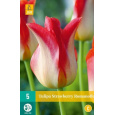 Karta - Tulipán - Strawberry Romanoff (7 cibulí) "C+"