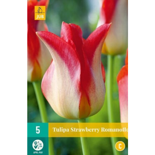 Karta - Tulipán - Strawberry Romanoff (7 cibulí) "C+"