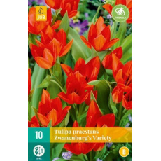 Karta - Tulipán - Praestans Zwanenburg Variety (10 cibulí) "B" Karta - Tulipán - Praestans Zwanenburg Variety (10 cibulí) "B"