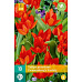 Karta - Tulipán - Praestans Zwanenburg Variety (10 cibulí) "B"
