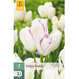 Karta - Tulipán - Emilie (7 cibulí) "C"