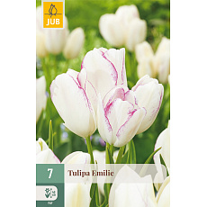Karta - Tulipán - Emilie (7 cibulí) "C"