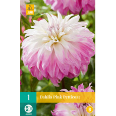 Karta - Jiřina PINK PETTICOAT (1 hlíza) "B" Karta - Jiřina PINK PETTICOAT (1 hlíza) "B"