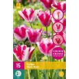 Karta XXL - Tulipán - Mata Hari ( 12 cibulí) "E"
