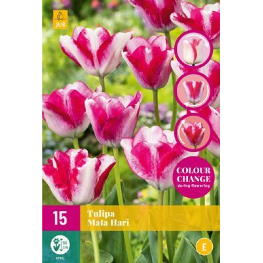 Karta XXL - Tulipán - Mata Hari ( 12 cibulí) "E"