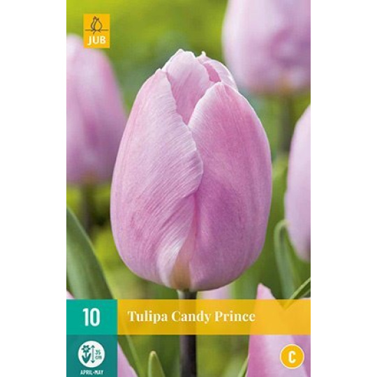 Karta - Tulipán - Candy Prince (7 cibulí) "C"
