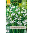 Karta - Mečík COLVILLEI ALBUS (10 cibulí) "B+"