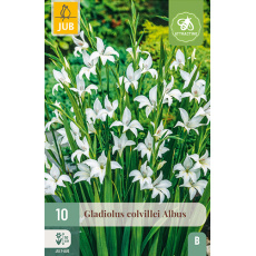 Karta - Mečík COLVILLEI ALBUS (10 cibulí) "B+"