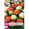 Karta XXL - Tulipán - Candle Light (12 cibulí) "E"