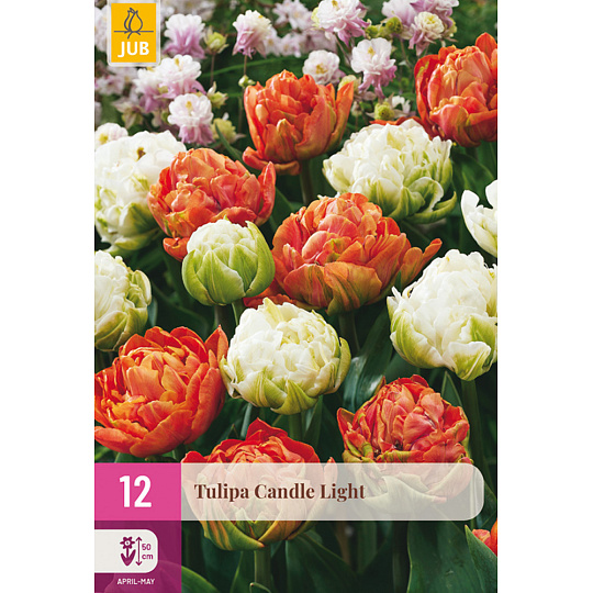 Karta XXL - Tulipán - Candle Light (12 cibulí) "E"
