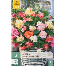 Karta - Begónie PASTEL WAVE MIX (3 cibule) "C+" Karta - Begónie PASTEL WAVE MIX (3 cibule) "C+"