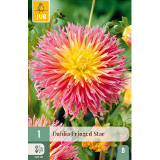 Karta - Jiřina FRINGED STAR (1 hlíza) "B" Karta - Jiřina FRINGED STAR (1 hlíza) "B"