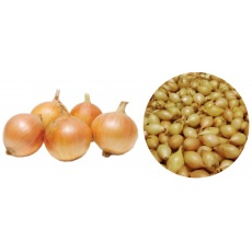 Sazečka - Shakespeare ozimá 500 g /cena bez slev/ Sazečka - Shakespeare ozimá 500 g /cena bez slev/