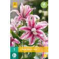 Karta - Lilie MAGIC STAR (1 cibule) "A+"