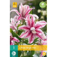 Karta - Lilie MAGIC STAR (1 cibule) "A+"