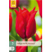 Karta - Tulipán - Pretty Woman (7 cibulí) "C+"
