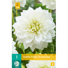 Karta - Jiřina WHITE PERFECTION (1 hlíza) "B" Karta - Jiřina WHITE PERFECTION (1 hlíza) "B"