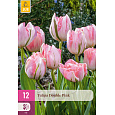 Karta XXL - Tulipán - Double Pink (12 cibulí) "E"
