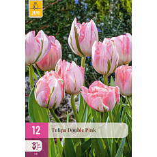 Karta XXL - Tulipán - Double Pink (12 cibulí) "E"