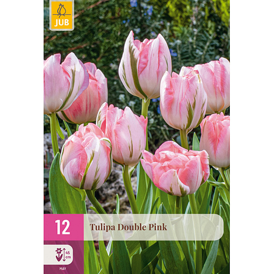 Karta XXL - Tulipán - Double Pink (12 cibulí) "E"