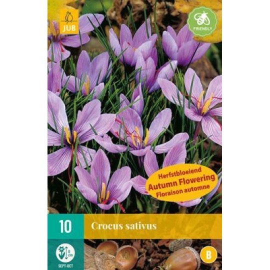 Karta - Krokus - Sativus (10 cibule) "B"