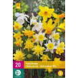 Karta XXL - Narcis - Botanical Mix ( 20 cibulí ) "E"