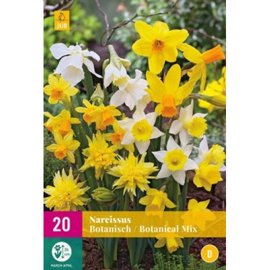 Karta XXL - Narcis - Botanical Mix ( 20 cibulí ) "E"