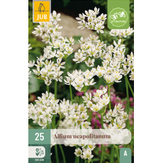 Karta - Česnek okrasný ALLIUM NEAPOLITANUM (25 cibulí) "A" Karta - Česnek okrasný ALLIUM NEAPOLITANUM (25 cibulí) "A"