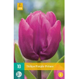 Karta - Tulipán - Purple Prince (7 cibulí) "C"