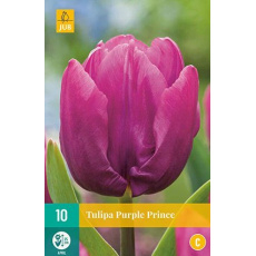 Karta - Tulipán - Purple Prince (7 cibulí) "C"