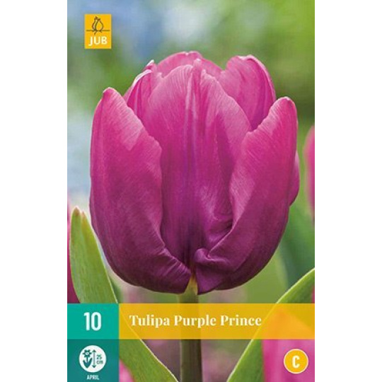 Karta - Tulipán - Purple Prince (7 cibulí) "C"