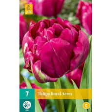 Karta - Tulipán - Roayal Acres (7 cibulí) "C" Karta - Tulipán - Roayal Acres (7 cibulí) "C"