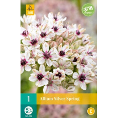 Karta - Česnek - Allium Silver Spring (1 cibule) "C" Karta - Česnek - Allium Silver Spring (1 cibule) "C"