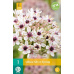 Karta - Česnek - Allium Silver Spring (1 cibule) "B"