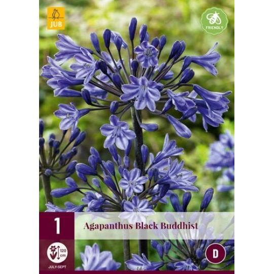 Karta - Kalokvět BLACK BUDDHIST (1 cibule) "C+"