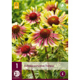 Karta - Třapatka Echinacea GREEN TWISTER (1 hlíza) "B+"