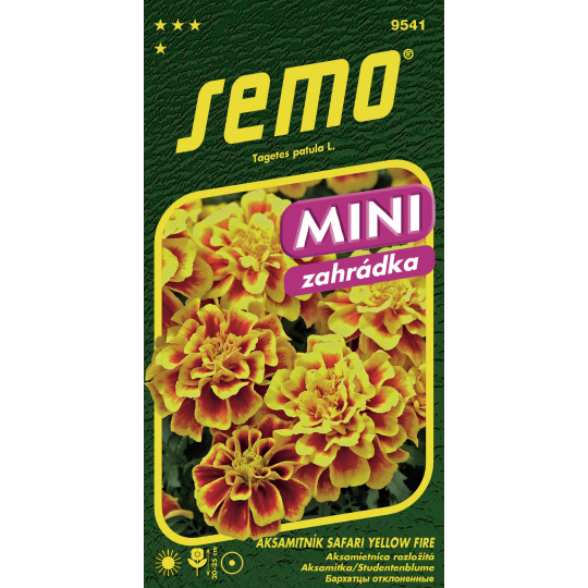 Aksamitník rozkladitý - Safari Yellow Fire 30s - série MINI (ZÁRUKA 2026)