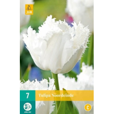 Karta - Tulipán - Noordeinde (7 cibulí) "C+" Karta - Tulipán - Noordeinde (7 cibulí) "C+"